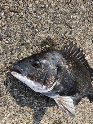 フカセでチヌ釣り