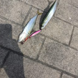 ウルトラライトショアジギング。。。