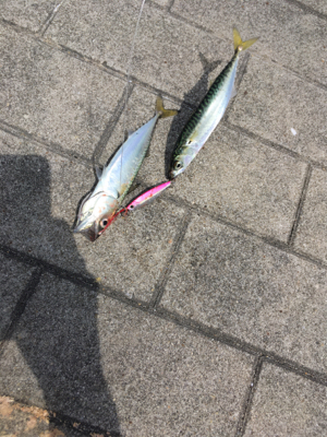 ウルトラライトショアジギング。。。