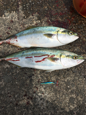 ショアジギング