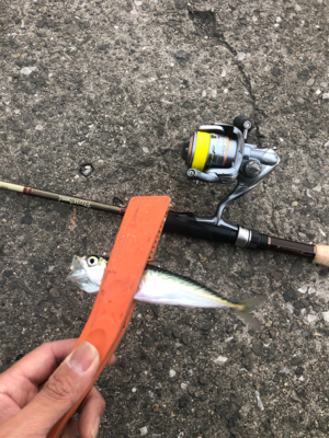 サバしか釣れね〜