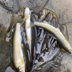 鮎釣り