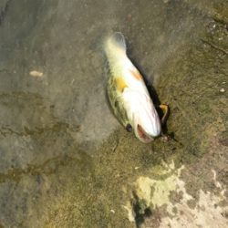 バウヘッド 7gの釣果