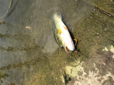 バウヘッド 7gの釣果