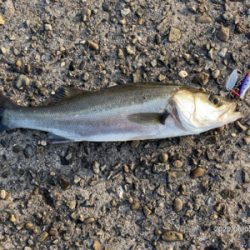 テトラ際ボイル