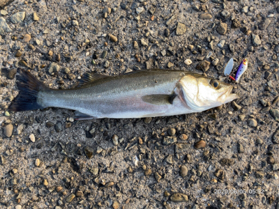 テトラ際ボイル