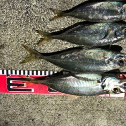 28cmアジ出ましたよ。