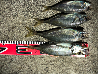 28cmアジ出ましたよ。