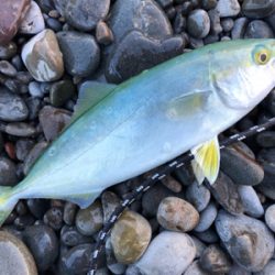 和歌山遠征　ショアジギング