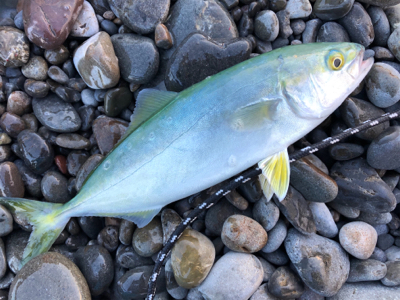 和歌山遠征　ショアジギング