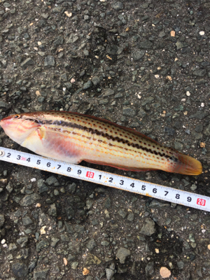 初めて釣れた２目