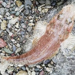 ショアジギング