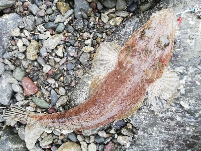 ショアジギング