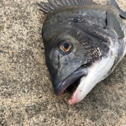 朝からエビ撒き