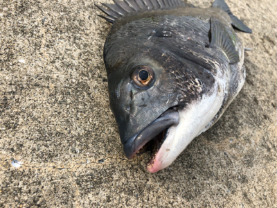 朝からエビ撒き