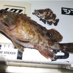 ロックフィッシュアラカルト