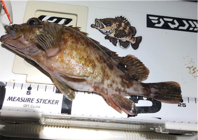 ロックフィッシュアラカルト