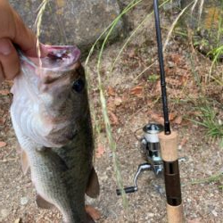 何回釣られたバスさんですか？