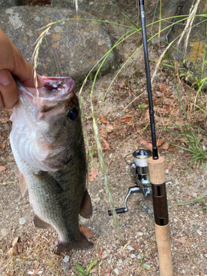 何回釣られたバスさんですか？