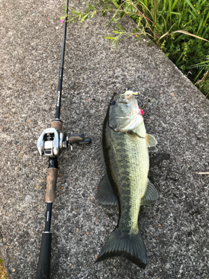 スピナーベイト　ブラックバス