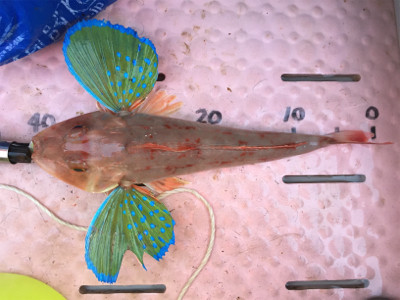 マイボートでタイラバ釣行