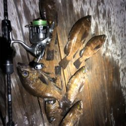 満月メバリング