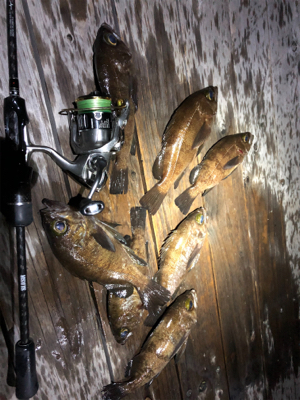 満月メバリング