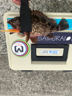 ライトワインド