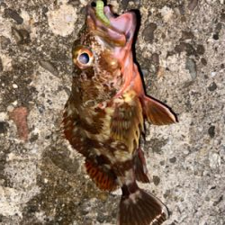 ガシラサバマイワシ祭り^_^