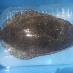 ヒラメ一匹釣れました^_^