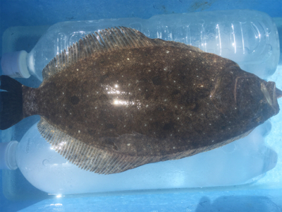 ヒラメ一匹釣れました^_^