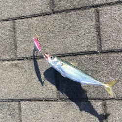 豆サバすらも。。。ULSJで何とか(涙)