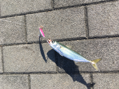 豆サバすらも。。。ULSJで何とか(涙)