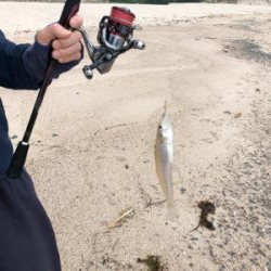 砂浜でキス釣り