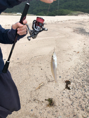 砂浜でキス釣り