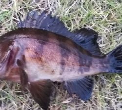 メバリング1845〜1930