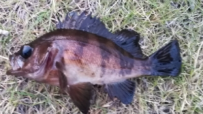 メバリング1845〜1930