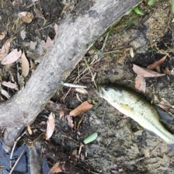 小バスと戯れました。