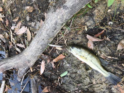 小バスと戯れました。