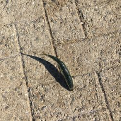 とうとう豆サバも渋く。。。