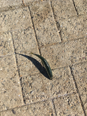 とうとう豆サバも渋く。。。