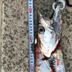 奇跡の太刀魚