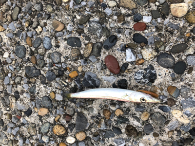 メバリング？シーバス？