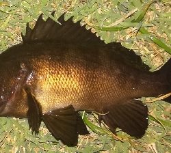 メバリング1835〜1925