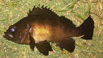 メバリング1835〜1925