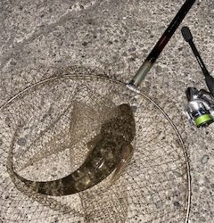 おてがる高級魚