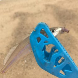 大三島キス釣り調査