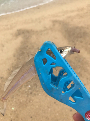 大三島キス釣り調査