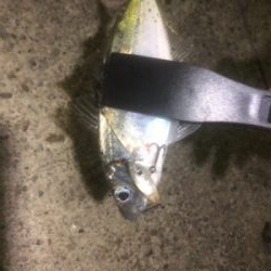 深夜からのアジング