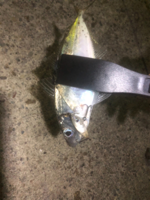 深夜からのアジング